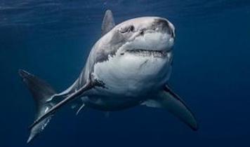 300 büyük beyaz köpekbalığı ortadan kayboldu! Bilim insanları alarmda