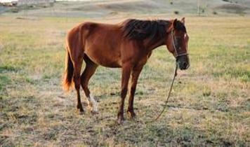 Atlar neden ayakta uyur? Gerçek sandığınızdan farklı