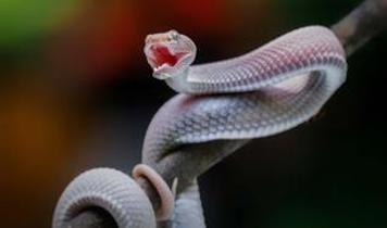 Uzmanlar açıkladı! İnsanlar yılanlar gibi zehir üretebilir