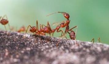 Yıllar sonra ortaya çıktı! Karıncalar arasında gizli işbirliği