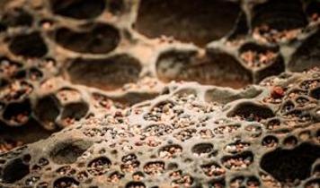 Antik sünger keşfiyle dünya tarihi yeniden şekilleniyor