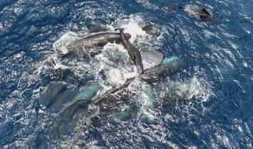 Bilim dünyasında çığır açan keşif! Balinalar gerçekten bir dil mi kullanıyor?