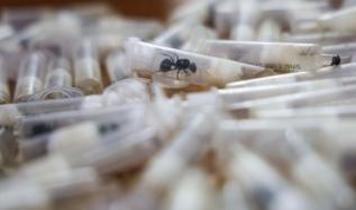 2200 karıncayı Kenya'dan kaçırmaya çalışan Çinli bir adam tutuklandı