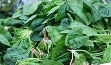 Ispanak tüketenler için kritik uyarı! Kan basıncında ani düşüşler görülebilir