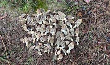 Kilosu bin 500 TL! Kuzu göbeği mantarı bölge halkına gelir kapısı oldu