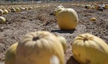 Kabak tüketimiyle sağlıklı yaşamda yeni dönem