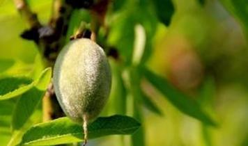 Çağla severlere önemli hatırlatma: Aşırıya kaçmayın, fayda yerine zarar görebilirsiniz!