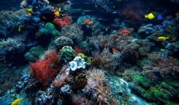 Mercan resiflerinde keşfedilen gizli mikrobiyal hazine tıp dünyasını heyecanlandırdı