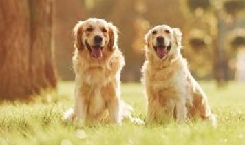 Uzmandan evcil hayvan sahiplerine uyarı! Zehirli bitkilere karşı dikkatli olun