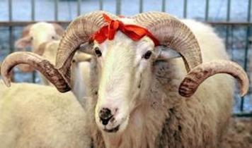 Vekalet yoluyla kurban kesim bedelleri belli oldu