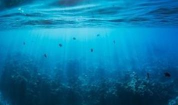 Okyanuslarda avcı türler için alarm! Yaşanabilir alanlar hızla daralıyor