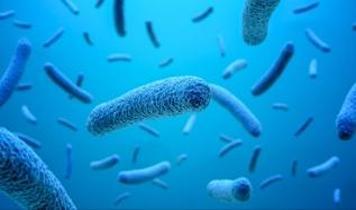 Long Island'da ölümcül bakteri alarmı! Çevresel kriz büyüyor