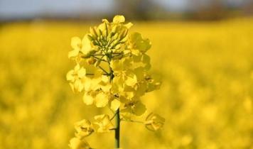 İstanbul'da kanola tarlaları baharla sarıya büründü