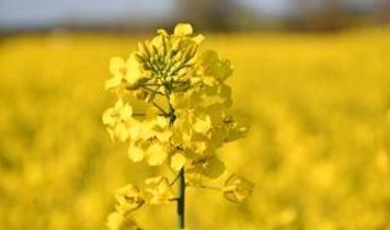 İstanbul'da kanola tarlaları baharla sarıya büründü