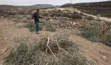 İsrailliler Batı Şeria'da yaklaşık 400 zeytin ağacını kesti