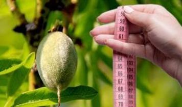 Vitamin deposu çağla salatası: Diyet yapanlara özel pratik öneri