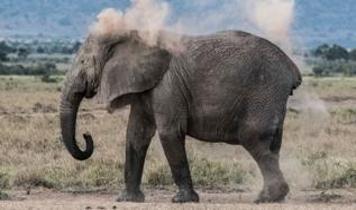 Milyoner Ernie Dosio Afrika'da fil saldırısında yaşamını yitirdi