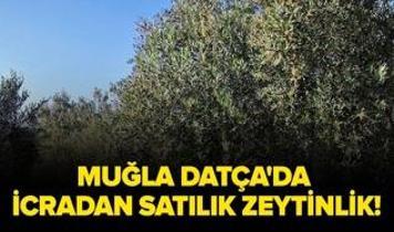 Muğla Datça'da icradan satılık zeytinlik!