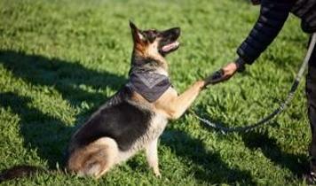 Neden bazı köpekler eğitime daha yatkın?