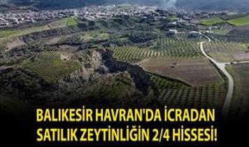 Balıkesir Havran'da icradan satılık zeytinliğin 2/4 hissesi!