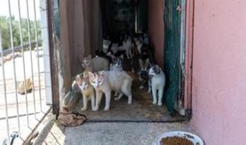 Kötü kokunun sebebi çöp değil yaklaşık 100 kedi çıktı