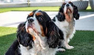 Köpekler tanıdık kelimeleri duyunca neden başlarını eğiyor?