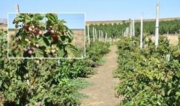Alternatif ürün olarak yetiştirdi, yeni gelir kapısı oldu