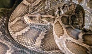 İstilacı Burma pitonları Florida'nın kirliliğini ortaya çıkaran canlı sensörlere dönüştü