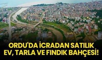 Ordu Fatsa'da icradan satılık ev, tarla ve fındık bahçesi!