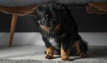 Köpekler bazı insanlardan neden korkuyor?