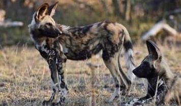 4 bin kilometrelik hayatta kalma yürüyüşü! Afrika yaban köpekleri korunan alanlar arasında tarih yazdı