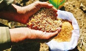 Güneydoğu Anadolu'dan 8 ayda 2,5 milyar dolarlık hububat ihracatı