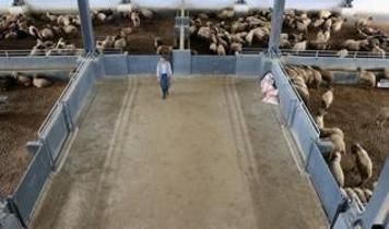 Bulaşık yıkayarak başladı, hibe desteği alıp çiftlik sahibi oldu