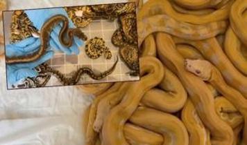 Kapıkule'de Türkiye'ye kaçırılmak istenen 67 canlı piton ele geçirildi