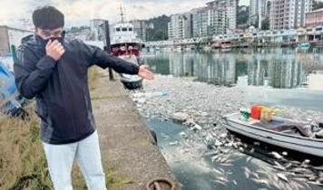 Palamut fiyatları 35 TL'ye kadar düşmüştü! Vatandaşa çok gördüler, denize döktüler
