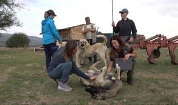 İtalya'dan geldiler, Türkiye'deki çoban köpeklerine hayran kaldılar