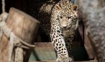 Güvenlik kamerası olmayan kapalı tesiste vahşet! İki İran leoparı 40 yıllık bakıcısını katletti