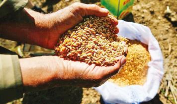 Mardin'de 668 çiftçiye 146 ton hibe tohum desteği sağlanacak