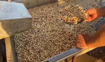 ABD'ye göre Türkiye'de fıstık üretiminde geçen yılki donun etkisi sürüyor