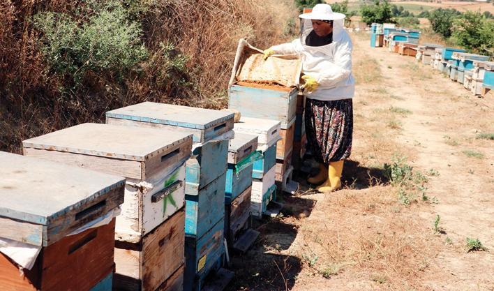 Bir kovanla başladı, 450 kovana ulaştı