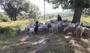 Koyunlar başıboş köpeklerin saldırısına uğradı, sürü sahibi tepkili