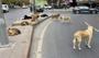 İstanbul'daki sahipsiz sokak köpekleri için karar
