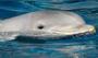 Bilim insanları yunusların gemi dalgalarında gezinme nedenini keşfetti