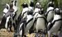 Güney Afrika'da nesli tükenmekte olan penguenler açlıktan ölüyor