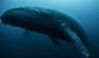 NASA'nın Aqua uydusu balinaların gizli yemeğini keşfetti