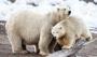 Arktik'te neler oluyor: Ayılar neden bu kadar zor durumda?