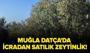 Muğla Datça'da icradan satılık zeytinlik!
