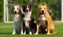 Köpekler gülümseyen insanları görünce ne hissediyor?