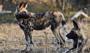 4 bin kilometrelik hayatta kalma yürüyüşü! Afrika yaban köpekleri korunan alanlar arasında tarih yazdı