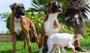 Büyük köpekler neden daha erken ölüyor? Bilim insanları DNA'daki o gizli ipucunu deşifre etti!
